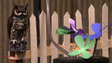 play video on Discovery Channel