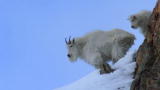 North America: Brutal Journey to Film Mountain Goats