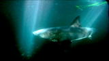 Shark Week: Nighttime Sharks