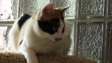 Why? Tell Me Why!: Cat Coloring