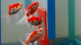 MythBusters: Goldfish Memory MiniMyth