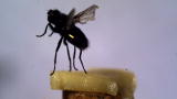 MythBusters: No Fly Zone