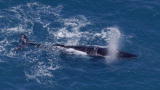 Life: Humpback Whale Heat Run