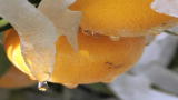 Earth: The Skinny On Frozen Fruit Death