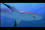 The Ultimate Guide to Sharks: Vibrations and Shark Vision
