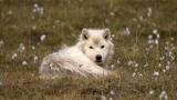 Frozen Planet: Wolves Expose Hidden Cameraman