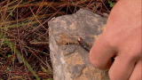 Dual Survival: Scorpion Snack