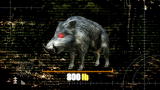 Hogs Gone Wild: All-Stars to the Rescue