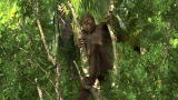 Ardipithecus: Bringing Ardi to Life