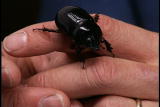 Assignment Discovery Shorts: Rhinoceros Beetle