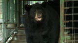 Wild Animal Repo: Tons of Bears