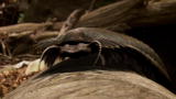 First Life: Giant Millipede