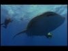 Ultimate Guide to Sharks: The Many Species of Sharks