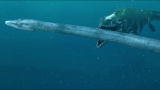 Mega Beasts: Clash of the Ocean Titans