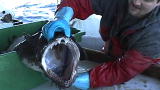 Howe and Howe Tech: Fishing Gross Out