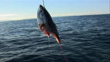 Man vs. Fish: Fishing for Sharks