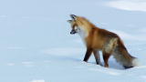 North America: Fox Dives Headfirst Into Snow