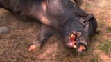 Hogs Gone Wild: Monster Hog Dashed