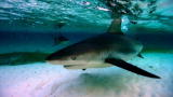 Shark Week: Sharking in the Shallows