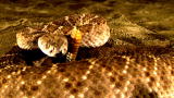 Time Warp: Rattlesnake Strike
