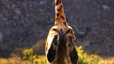 Time Warp: Tiger Jump Rear View