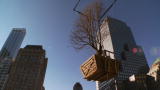 Rising - Rebuilding Ground Zero: Survivor Tree
