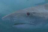 Bull Shark: World's Deadliest Shark: Shark Image Problem