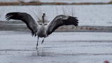 Crane Courtship Dance