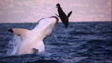 Shark Week: Great Whites Off Seal Island
