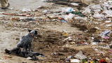 Dirty Jobs: Dumpy Seagulls