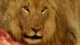 Human Planet: Stealing Meat from Lions