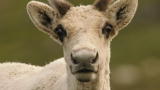 North America: Gray Wolves Hunt Caribou