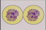 Assignment Discovery Shorts: Cell Reproduction