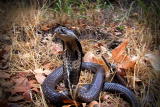 I Was Bitten: Cobra Attack