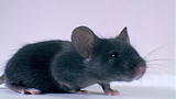 Verminators: Mice Hideout