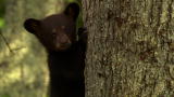 North America: Baby Black Bear Learns the Ropes