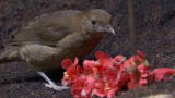 Life: Vogelkop Bowerbirds Display Treasures