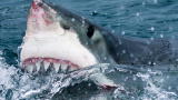 Shark Week: Riding a Great White