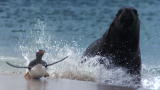 Frozen Planet: Awkward Sea Lion Chases Penguin