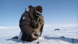 Beyond Survival :Sign of Caribou