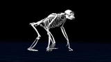 Ardipithecus: Discovering Ardi: How Ardi Walked
