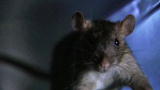 Ratzilla: Norway Rats