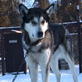 Animals: Denali's Dogs Pull Their Weight