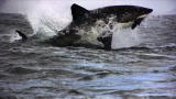 Shark Week: Great White Hot Spot