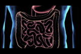 Assignment Discovery Shorts: Digestion
