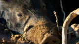 Hogs Gone Wild: Toxic Poop