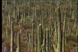 Assignment Discovery Shorts: Tree Giant Cactus