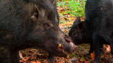 Hogs Gone Wild: The Real Hogs of Tampa