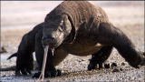Life: Behind the Komodo Dragon Scene
