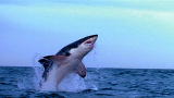 Shark Week: Decoy Attack